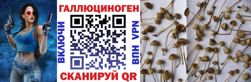 Галлюциногенные грибы MAGIC MUSHROOMS  как найти   Юрьевец 